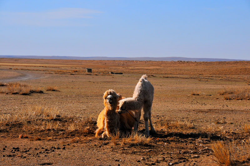 Mongolie